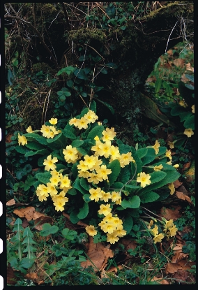 Picture of Primula - Vulgaris